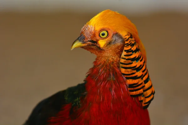 Golden pheasant closeup — Stock Photo, Image