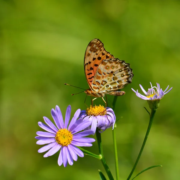 Papillon orange sur fleur — Photo