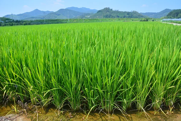 Campo de arroz fresco em terraços — Fotografia de Stock