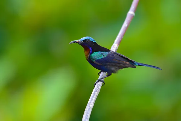 Kupferkehlsonnenvogel — Stockfoto