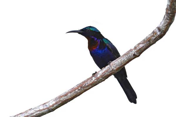 Uccello solitario dalla gola di rame — Foto Stock