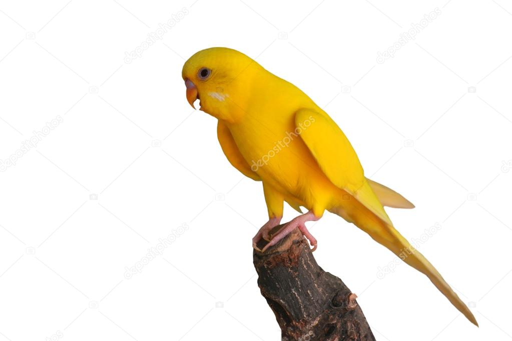 bird budgerigar