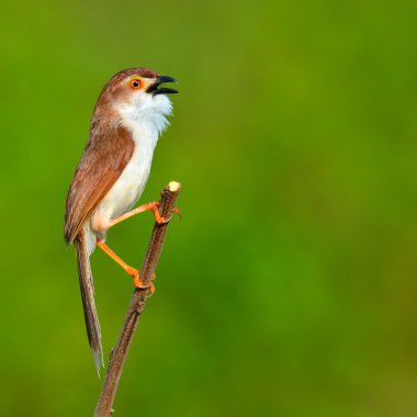 Sarı gözlü yedikardeşi kuş