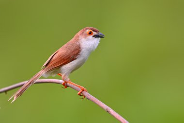 Sarı gözlü yedikardeşi kuş
