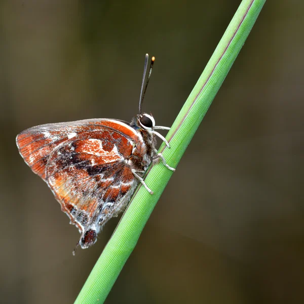 Silver-strimma blå fjäril — Stockfoto