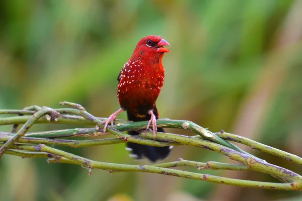 Bengalik czerwony ptak — Zdjęcie stockowe