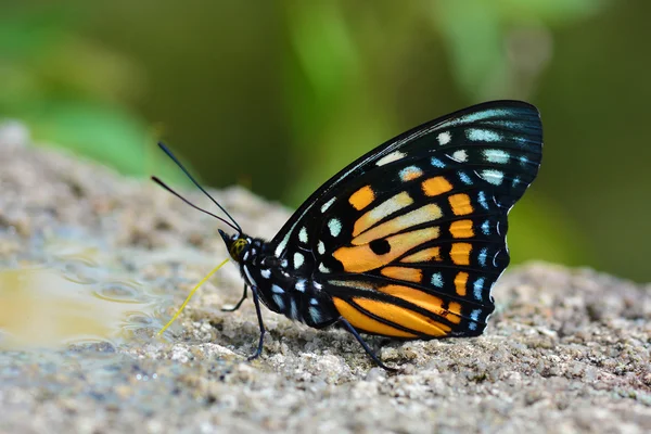 Eastern Courtier Butterfly — Stock Photo, Image