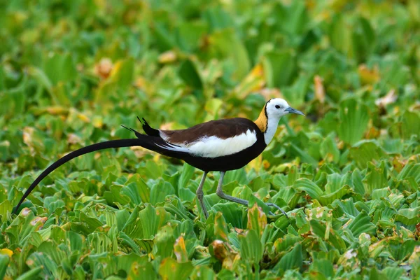 Faisan-tailed Jacama oiseau — Photo