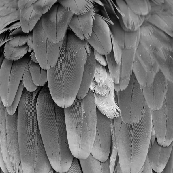 Παπαγάλος μακώ φτερά — Φωτογραφία Αρχείου