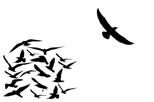 Gruppo di uccelli gabbiano volante — Foto Stock