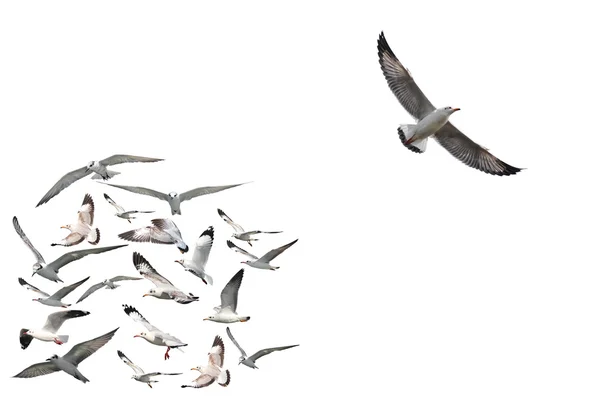 Groep vliegende zeemeeuw vogels — Stockfoto