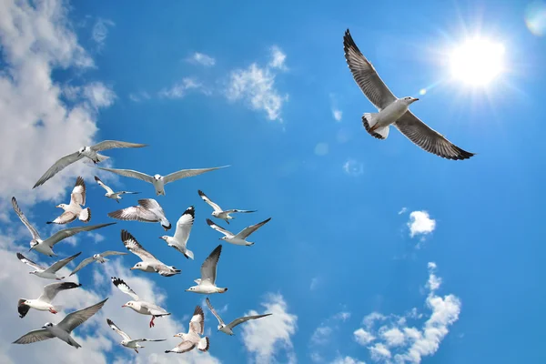 Groep vliegende zeemeeuw vogels — Stockfoto