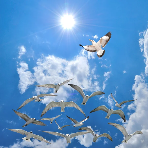 Group of flying seagull birds — Stock Photo, Image