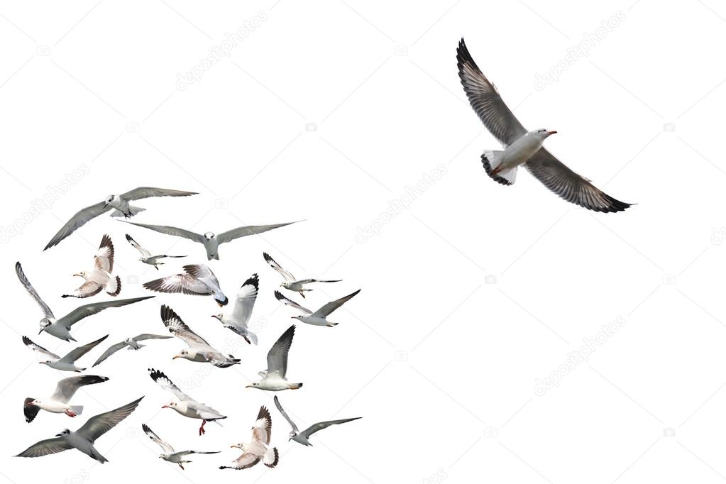 group of flying seagull birds