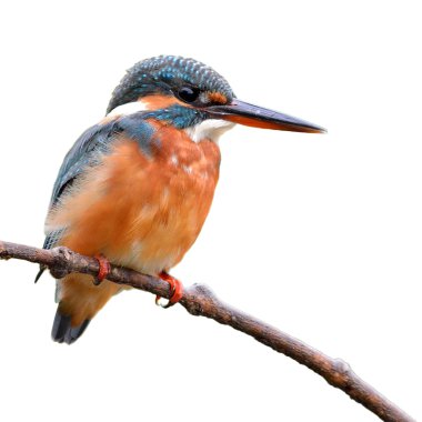 Kingfisher
