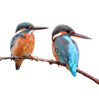 Kingfisher