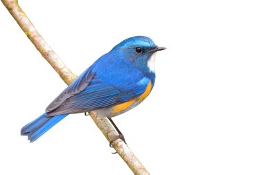 Himalaya bluetail kuş