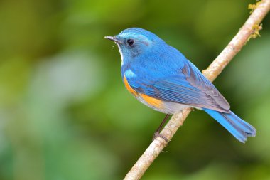 Himalaya bluetail kuş