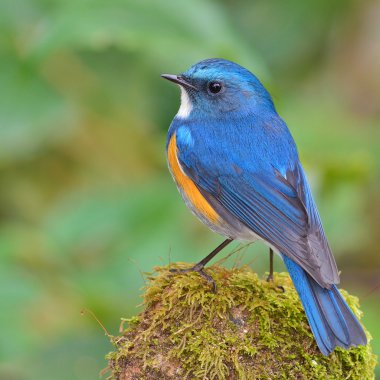 Himalayan Bluetail bird clipart