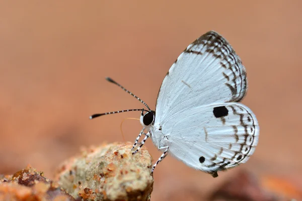 Vacker vit fjäril — Stockfoto