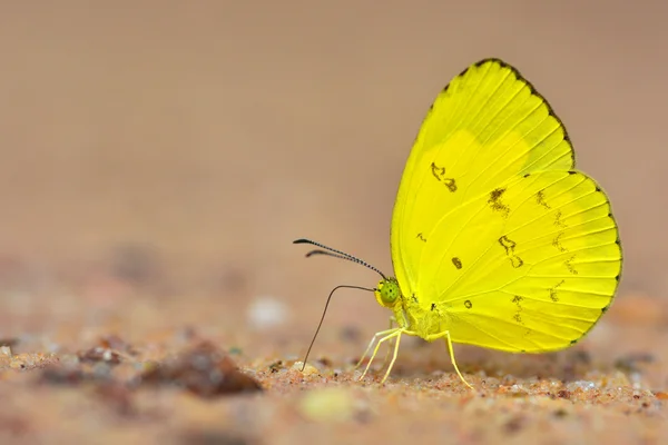 Красивая жёлтая бабочка — стоковое фото