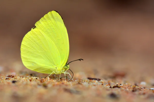 Hermosa mariposa amarilla —  Fotos de Stock