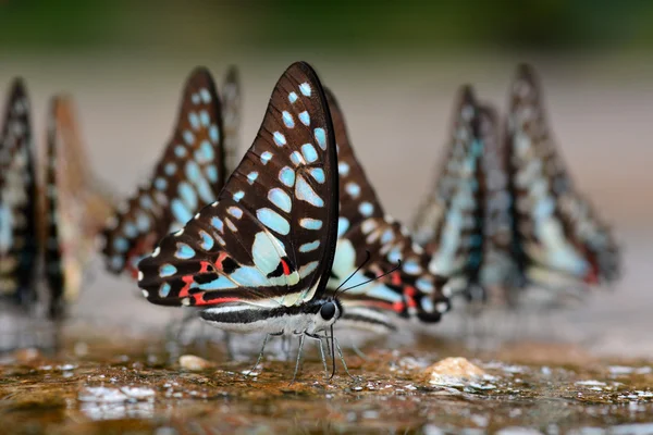 Hermosa mariposa —  Fotos de Stock