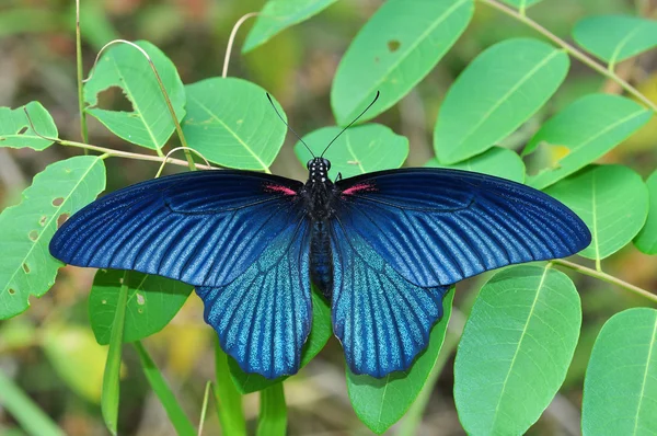 Papilio memnon — Stockfoto