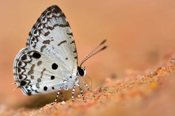 Malezyjska motyl — Zdjęcie stockowe