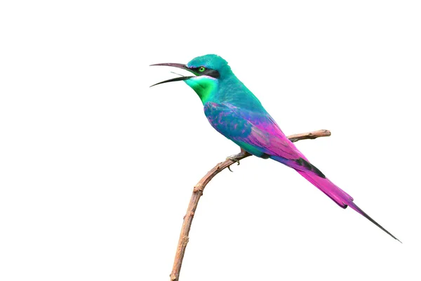 Pájaro colorido — Foto de Stock