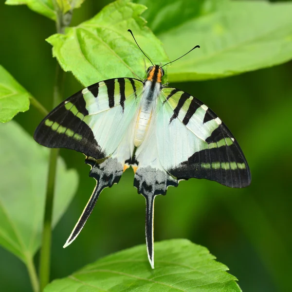 Hermosa mariposa en hoja verde —  Fotos de Stock