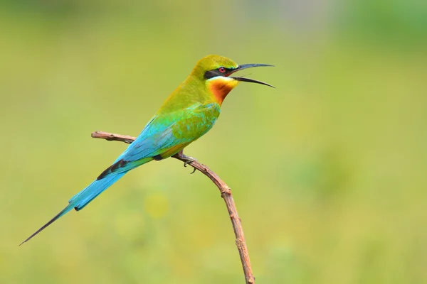 Żołna rozkładem niebieski ptak — Zdjęcie stockowe