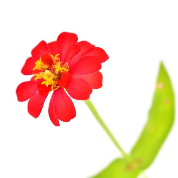 Red chrysanthemum — Stock Photo, Image