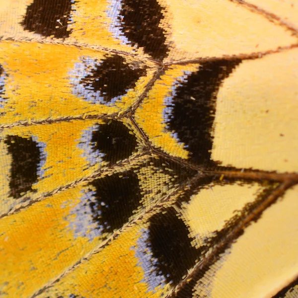 Butterfly Wing — Stock Photo, Image