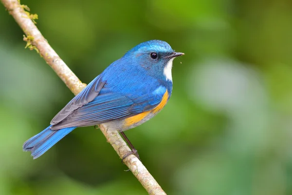 Uccello azzurro himalayano — Foto Stock