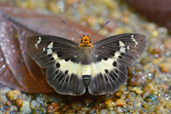 Borboleta plana branca comum — Fotografia de Stock