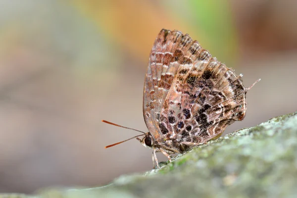 Brązowy motyl — Zdjęcie stockowe