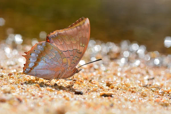 Red butterfly — Stock Photo, Image