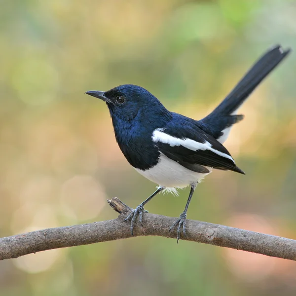 Oriental Magpie Robin fugl - Stock-foto