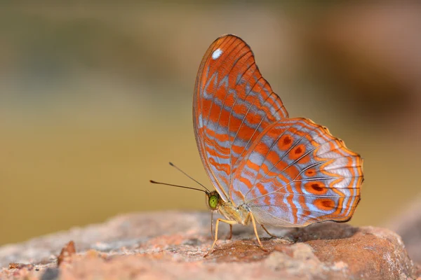 Beau papillon rouge — Photo