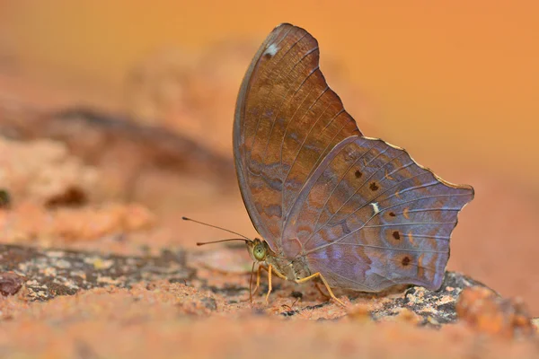 Piękny brązowy motyl — Zdjęcie stockowe