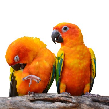 Güneş conure papağan kuş