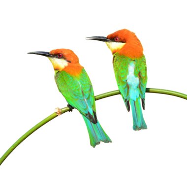 Arı yiyen kuş Çift