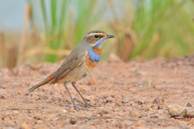 bluethroat kuş