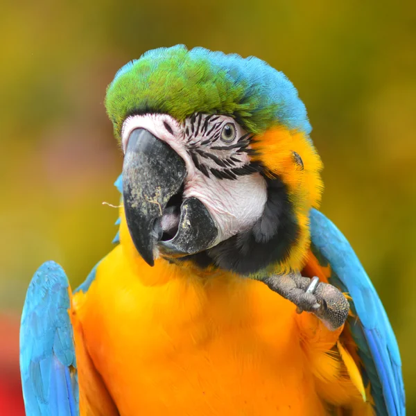 Modro-žlutý macaw — Stock fotografie