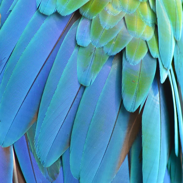 Macaw feathers — Stock Photo, Image