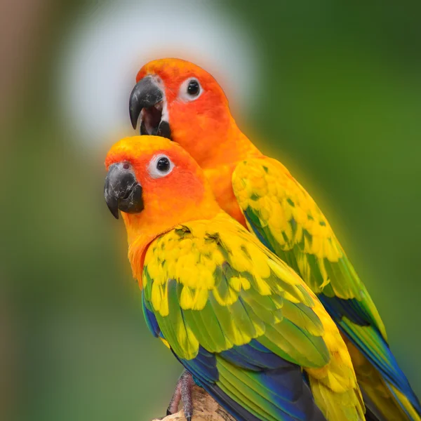 Solen conure papegoja fågel — Stockfoto