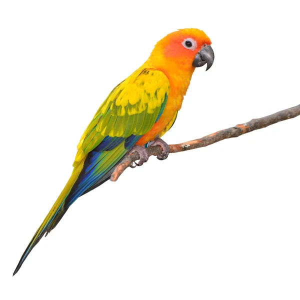 Sol conure papagaio pássaro — Fotografia de Stock