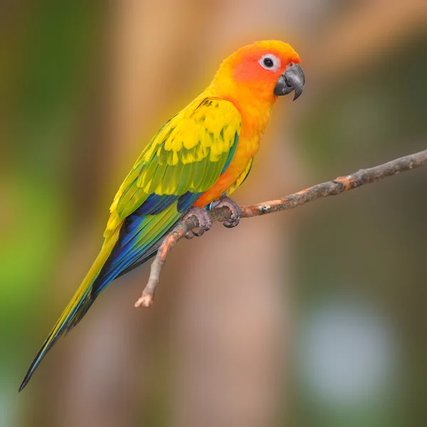 Сонячний колір папуга птах — стокове фото
