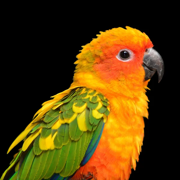 Sole conure uccello pappagallo — Foto Stock